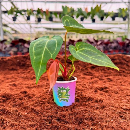 Picture of Anthurium Crystallinum 2"