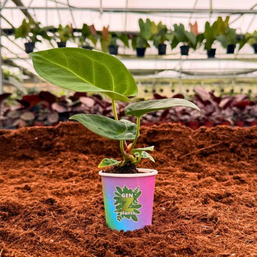 Picture of Anthurium Forgetii x Crystallinum 2"