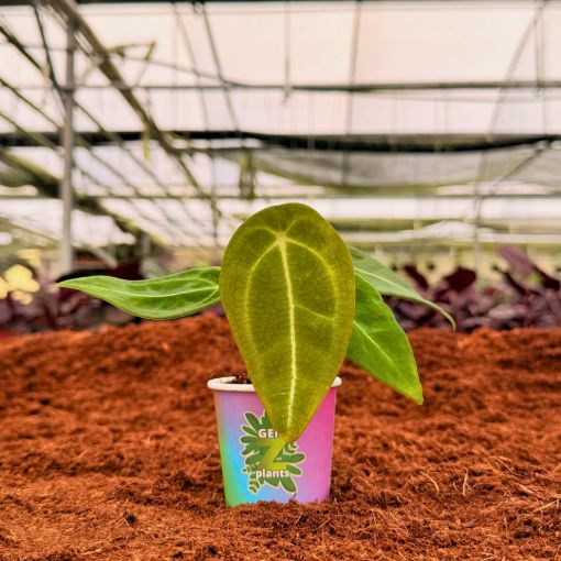 Picture of Anthurium Forgetii 2"