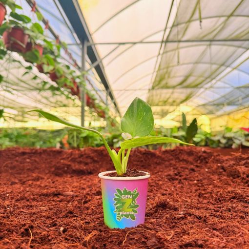 Picture of Philodendron White Wizard 2"