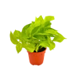 Picture of Pothos Neon 6"
