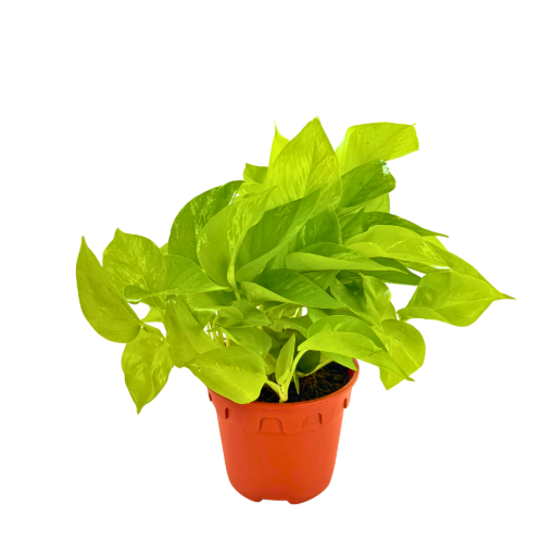 Picture of Pothos Neon 6"