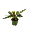 Picture of Calathea Lancifolia 4"