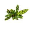 Picture of Calathea Lancifolia 4"