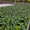 Picture of Calathea Lancifolia 4"