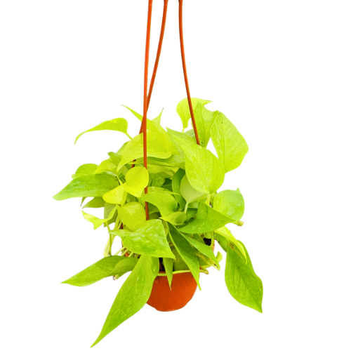 Picture of Pothos Neon 6" HB