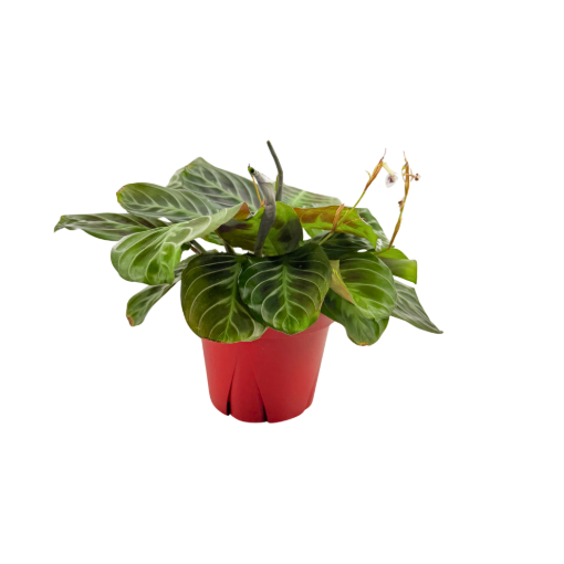 Picture of Maranta leuconeura 'Cat Moustache' 4"