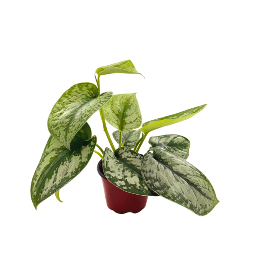 Picture of Scindapsus Exotica 4"