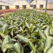 Picture of Aglaonema Green Bowl 4"
