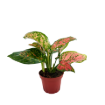 Picture of Aglaonema Beauty 4"