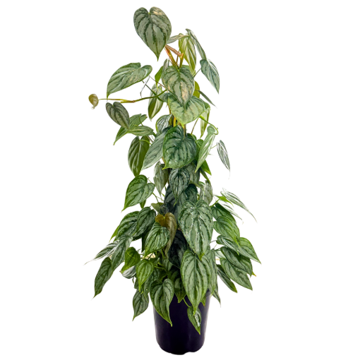 Picture of Philodendron Brandtianum Pole 6"