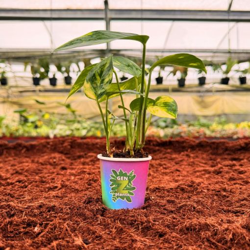 Picture of Epipremnum Golden Flame 2"