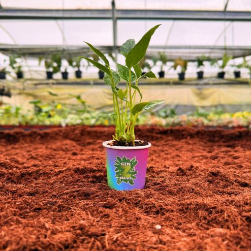 Picture of Anthurium Auspicious Red 2"