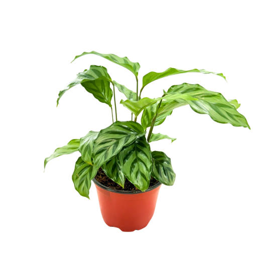 Picture of Calathea Freddie 4"