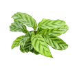 Picture of Calathea Freddie 4"