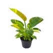 Picture of Philodendron Green Congo Varigated 4"