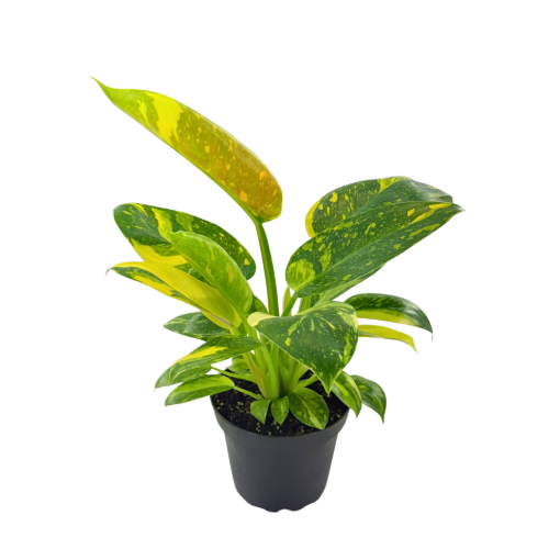 Picture of Philodendron Green Congo Varigated 4"