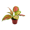 Picture of Aglaonema Kumkoon 4"