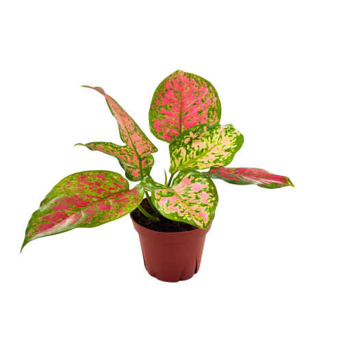 Picture of Aglaonema Kumkoon 4"