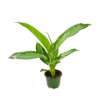 Picture of Aglaonema Silver Bay 4"