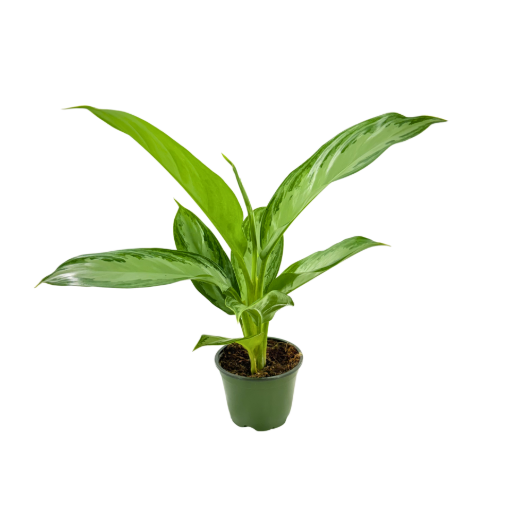 Picture of Aglaonema Silver Bay 4"