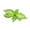Picture of Aglaonema Silver Bay 4"