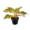 Picture of Aglaonema Pink Panama 6"