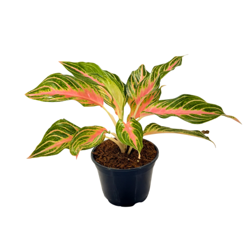 Picture of Aglaonema Pink Panama 6"
