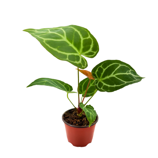 Picture of Anthurium Crystallinum 4"