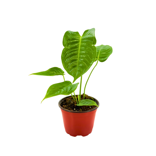 Picture of Anthurium Veitchii 4"