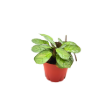 Picture of Calathea Amagris 4"