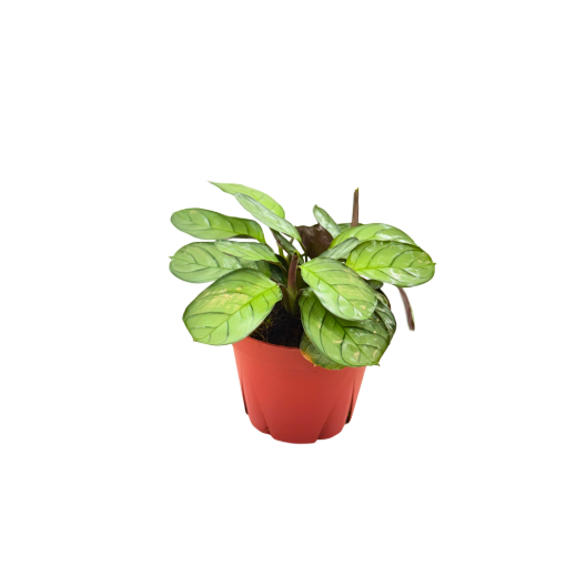 Picture of Calathea Amagris 4"