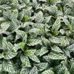 Picture of Calathea Freddie 4"