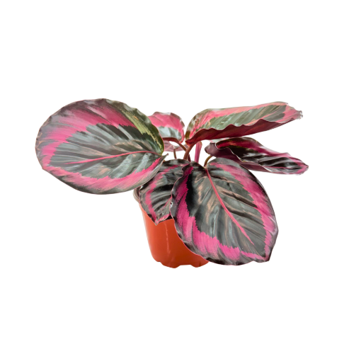 Picture of Calathea Jessey Princess 4"