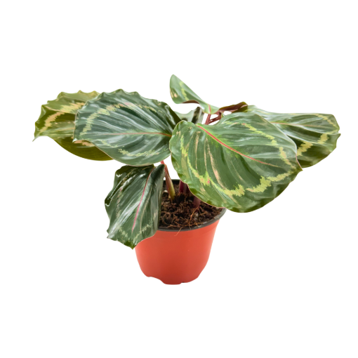 Picture of Calathea Medallion 4"