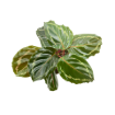 Picture of Calathea Medallion 4"