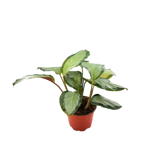 Picture of Calathea Picturata 4"