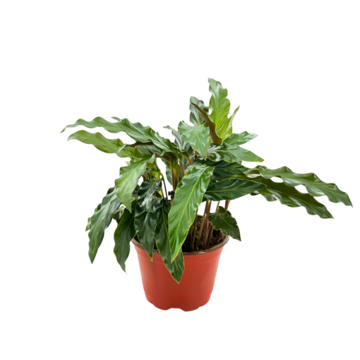 Picture of Calathea Rufibarba 4"