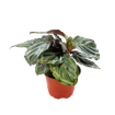 Picture of Calathea Shine Star  4"
