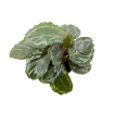 Picture of Calathea Shine Star  4"
