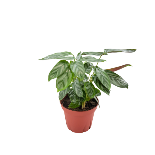 Picture of Calathea Silver Star 4"