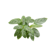 Picture of Calathea Silver Star 4"