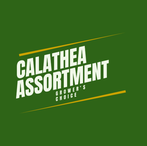 Picture of Calathea Assortment 6"