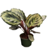 Picture of Calathea Roseopicta Eclipse 6"