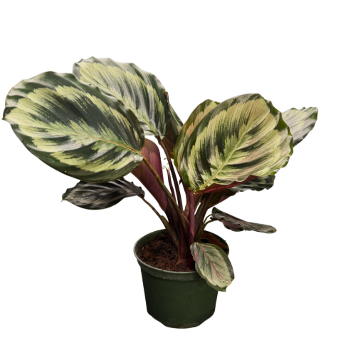 Picture of Calathea Roseopicta Eclipse 6"