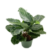 Picture of Calathea Green Lipstick 6"