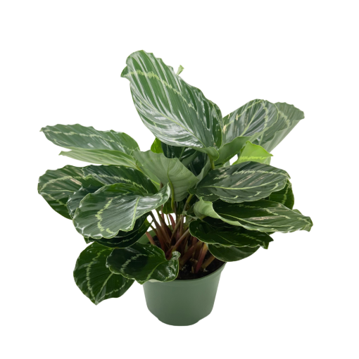Picture of Calathea Green Lipstick 6"