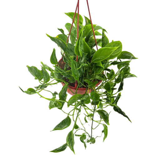 Picture of Epipremnum Shangri-La HB 8"