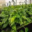 Picture of Pothos Golden HB 8"