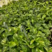 Picture of Pothos Golden HB 8"